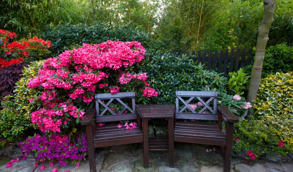англия, сады, рододендрон, walsall garden, скамейка, кусты, деревья