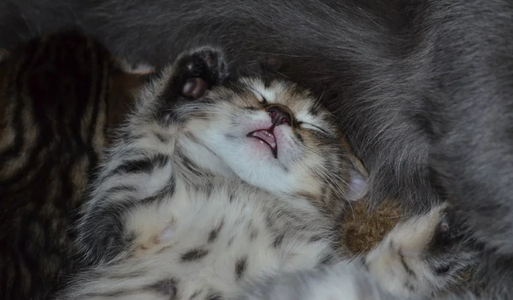 котёнок, машыш, сон