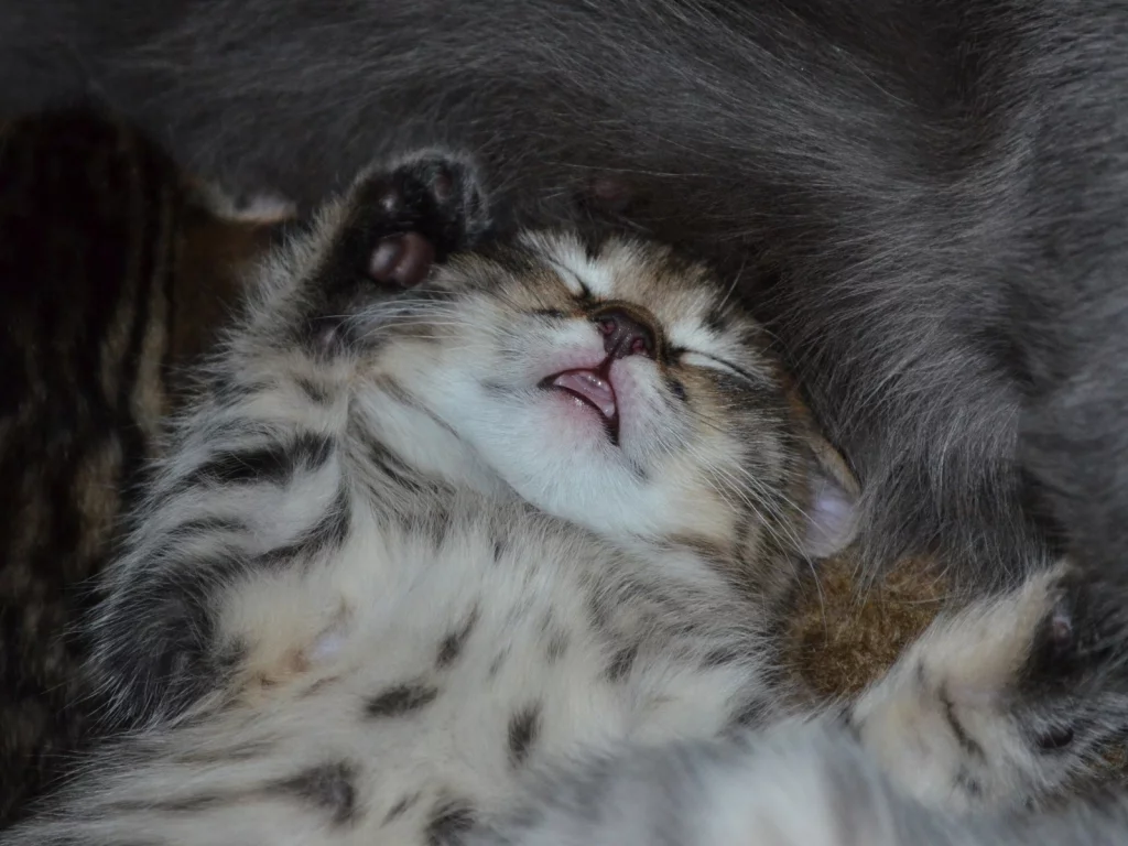 котёнок, машыш, сон