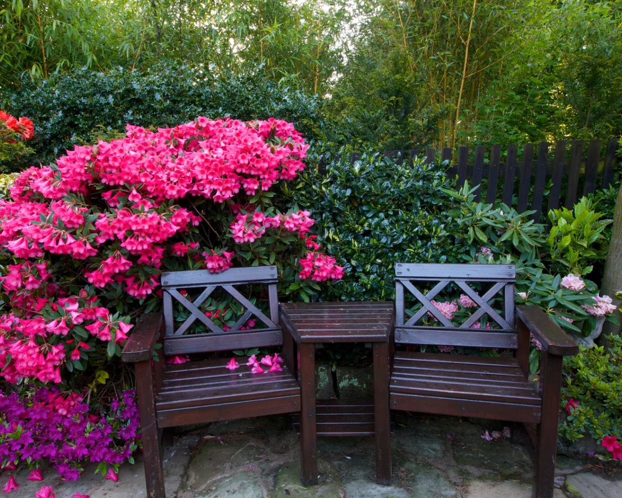 англия, сады, рододендрон, walsall garden, скамейка, кусты, деревья