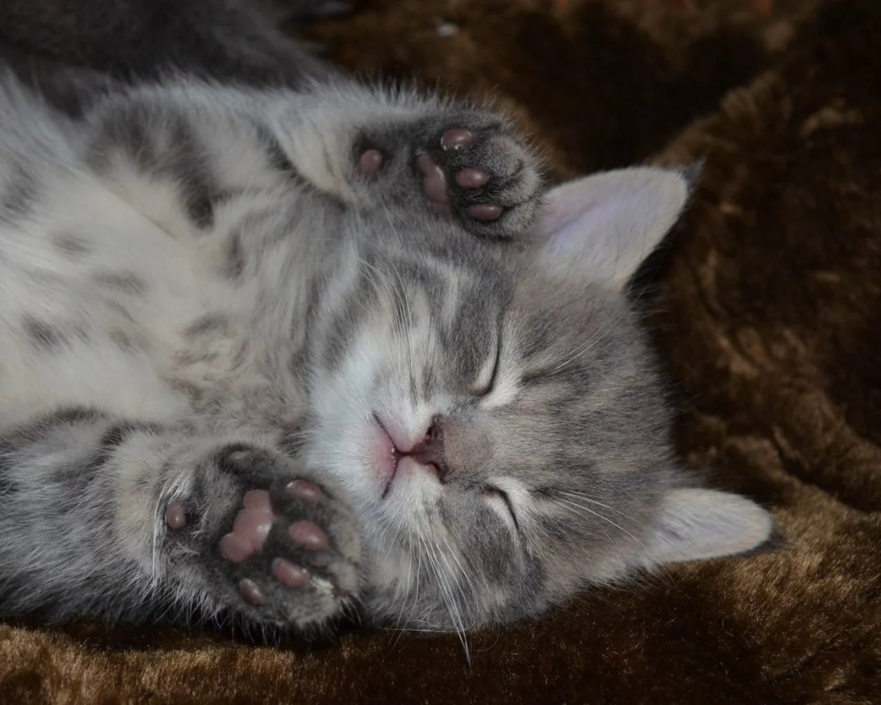 котёнок, машыш, сон