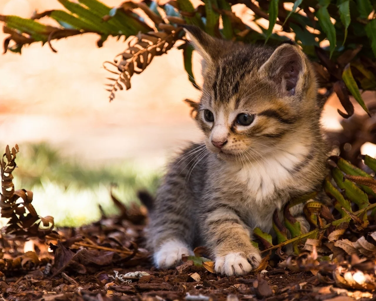листья, малыш, котёнок