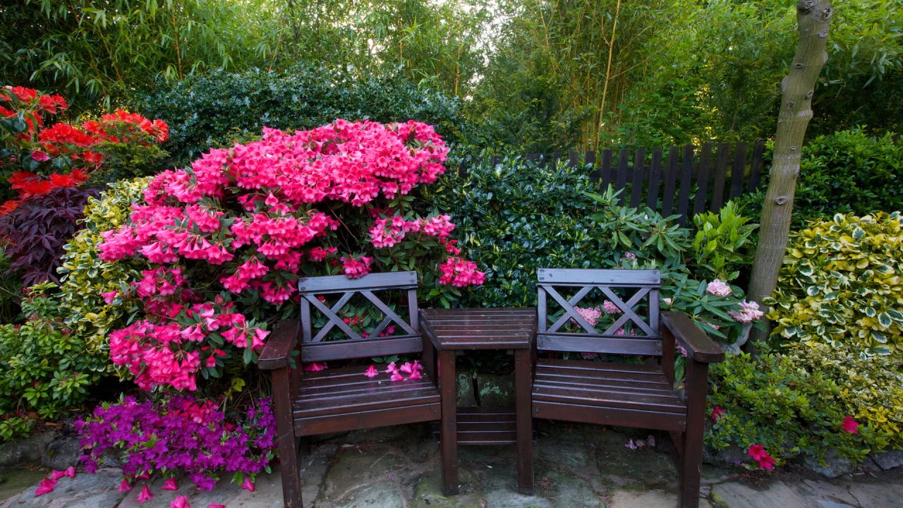 англия, сады, рододендрон, walsall garden, скамейка, кусты, деревья