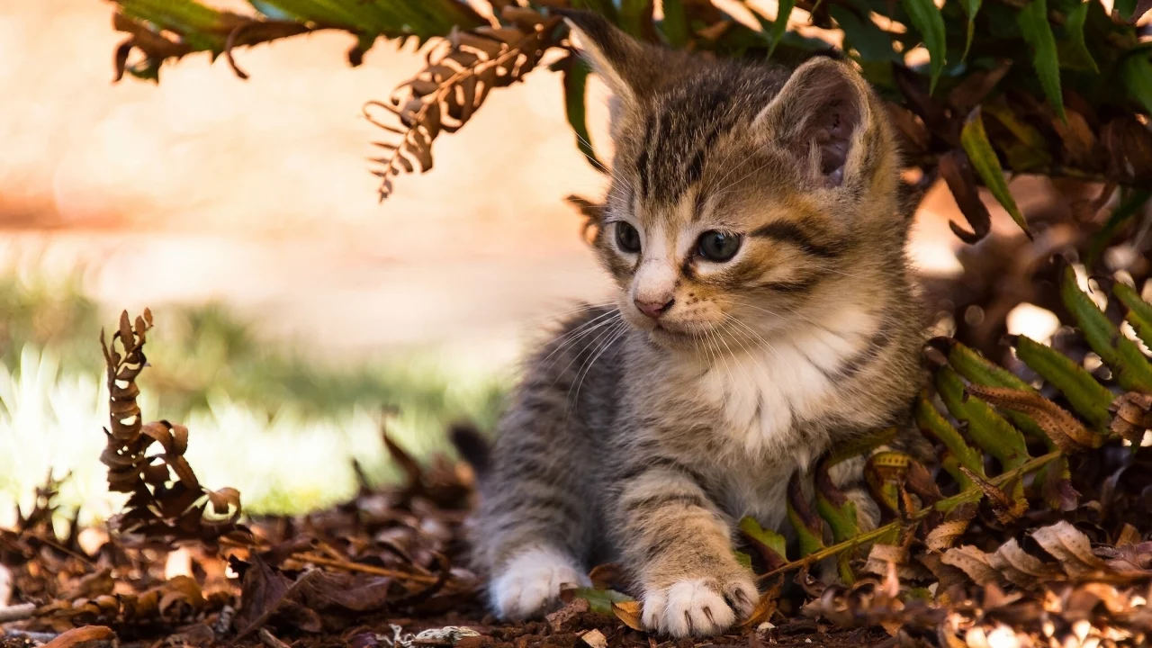 листья, малыш, котёнок