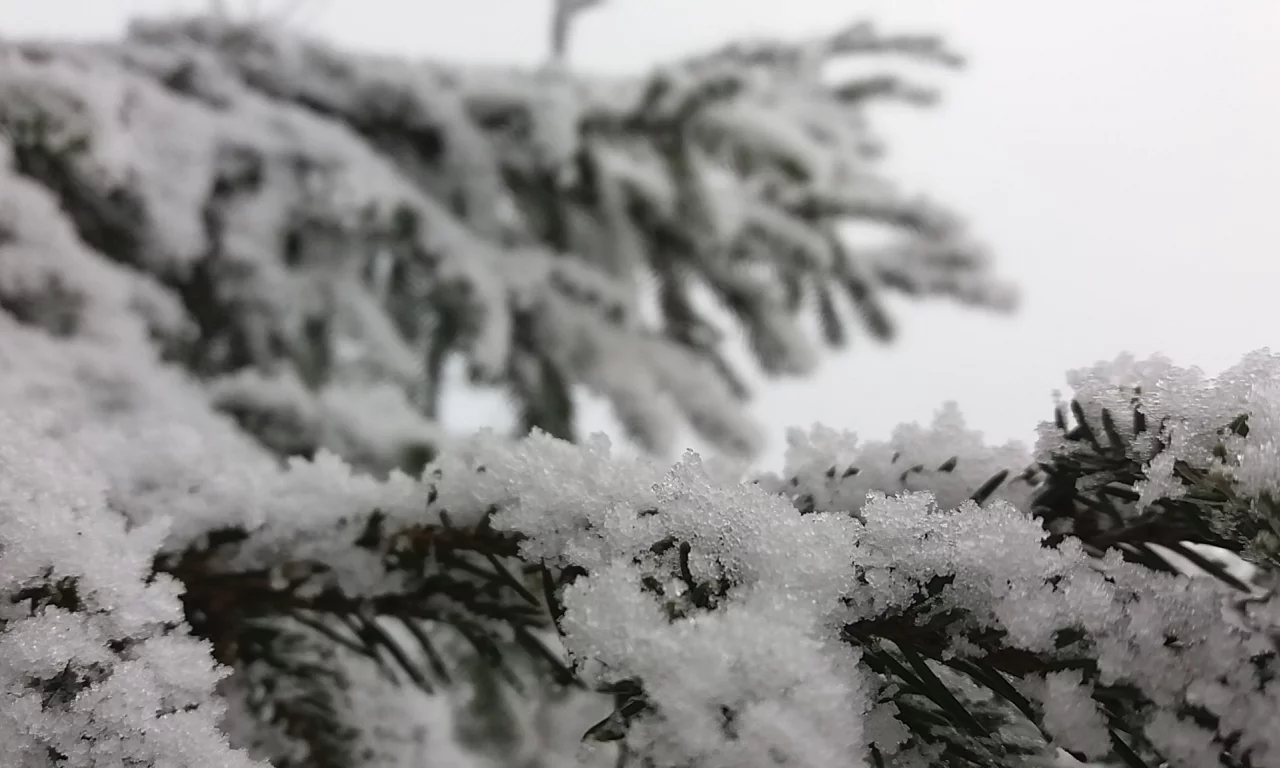 снег, елка, природа, зима, пейзаж