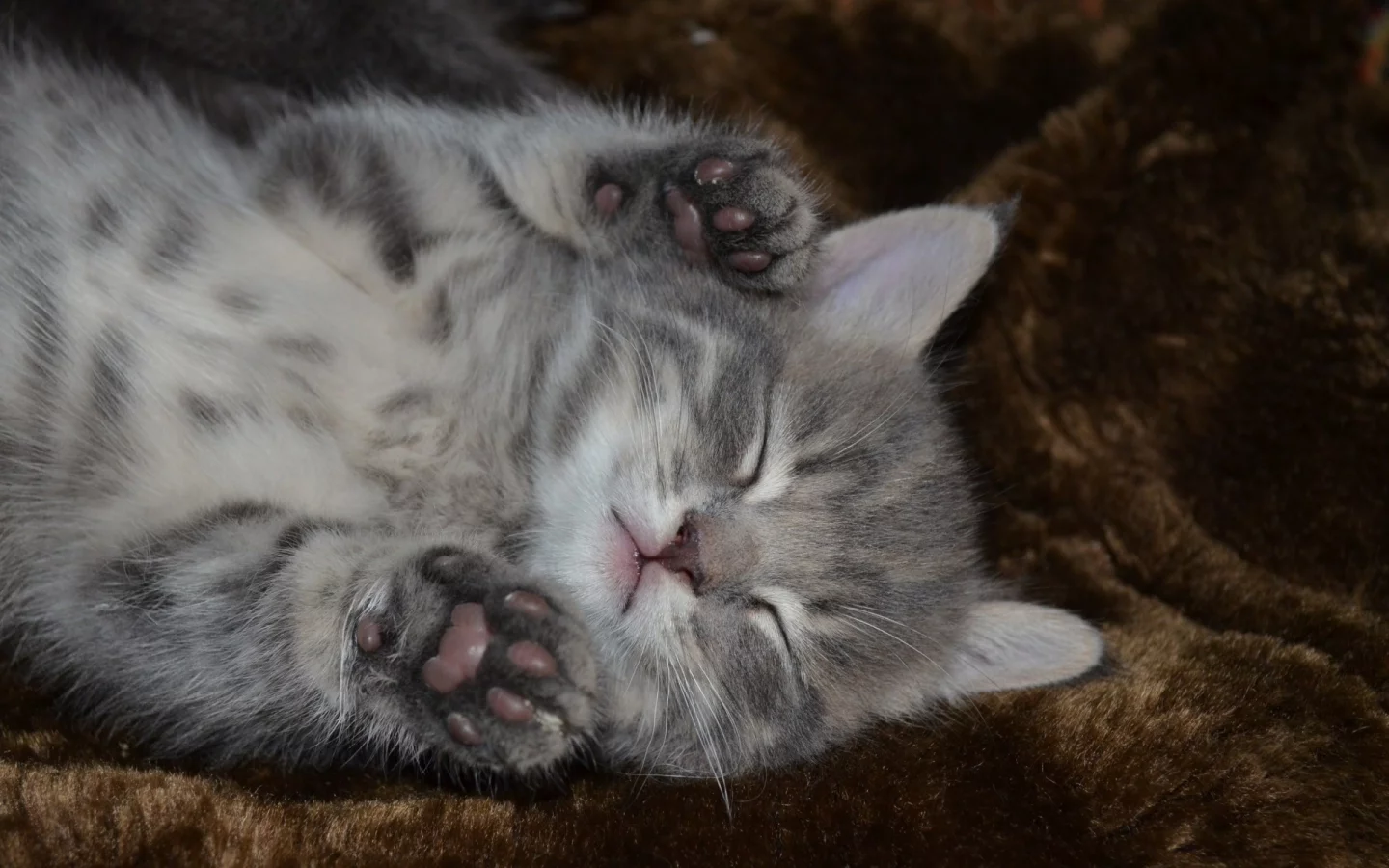 котёнок, машыш, сон