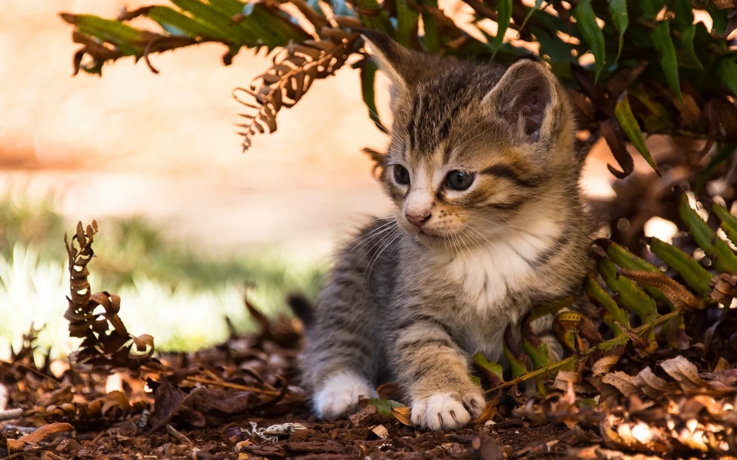 листья, малыш, котёнок