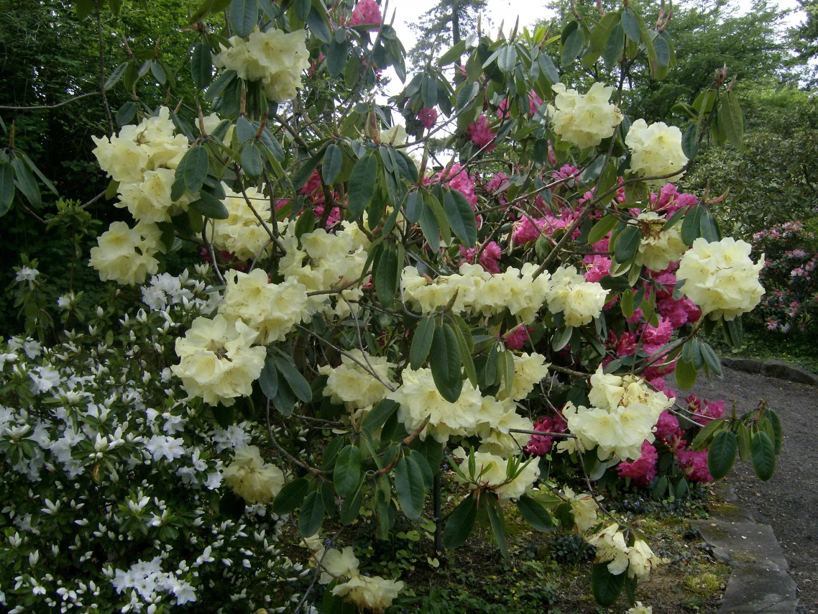 рододендрон, красивый
