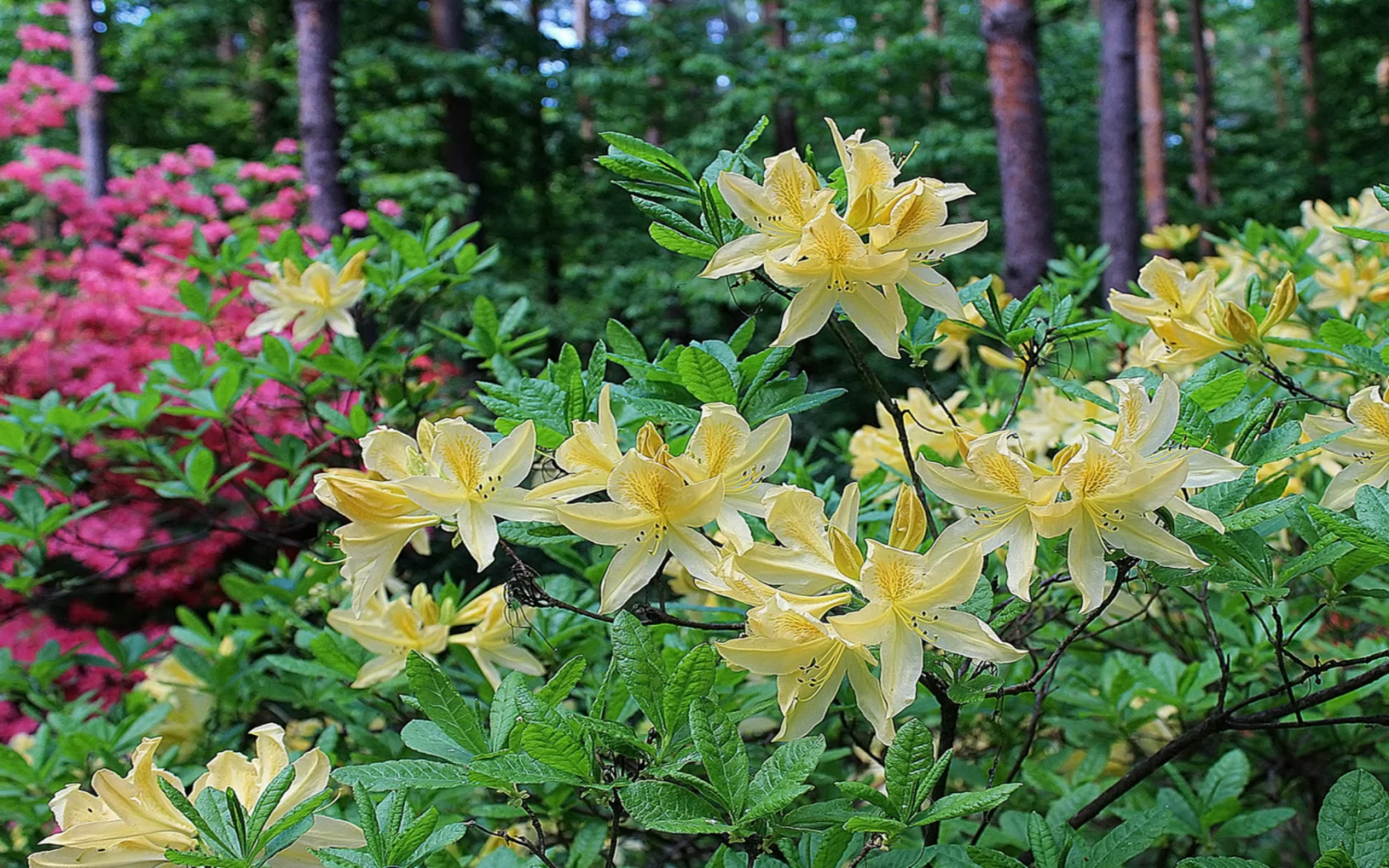 рододендрон, красивый