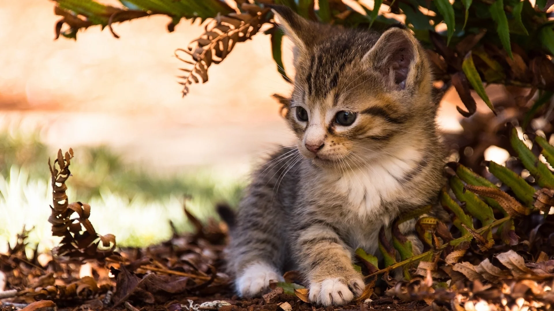 листья, малыш, котёнок