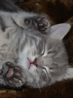 котёнок, машыш, сон