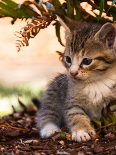 листья, малыш, котёнок