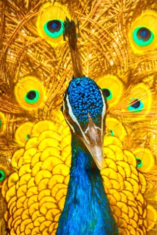 павлин, птица, окрас