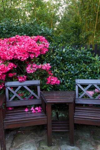англия, сады, рододендрон, walsall garden, скамейка, кусты, деревья