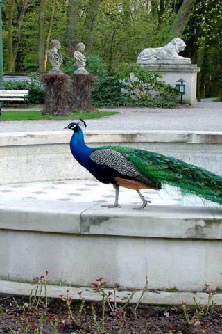 павлин, птица, природа