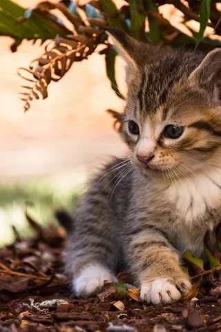 листья, малыш, котёнок