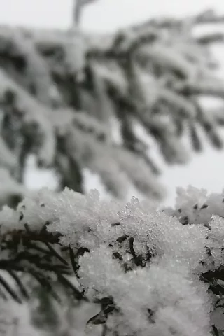 снег, елка, природа, зима, пейзаж