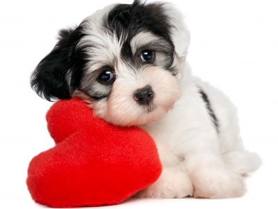 день святого валентина, собаки, белый фон, щенок, сердце, взгляд