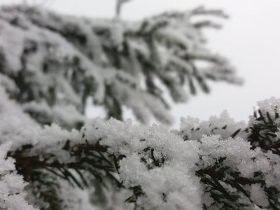 снег, елка, природа, зима, пейзаж