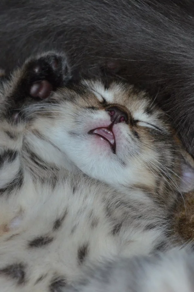 котёнок, машыш, сон