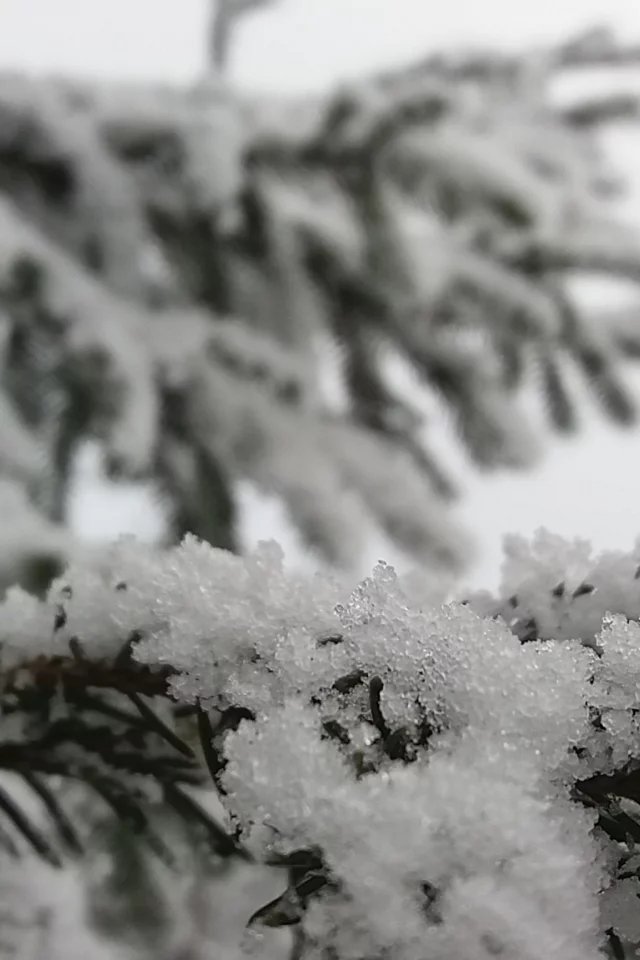 снег, елка, природа, зима, пейзаж