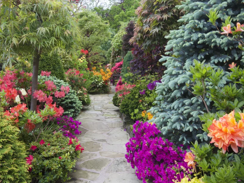 англия, сады, рододендрон, walsall garden, кусты, природа