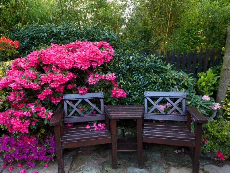 англия, сады, рододендрон, walsall garden, скамейка, кусты, деревья