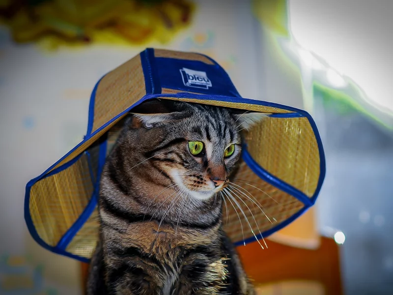 кот, взгляд, кошка