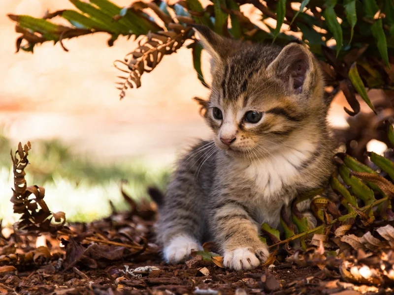 листья, малыш, котёнок