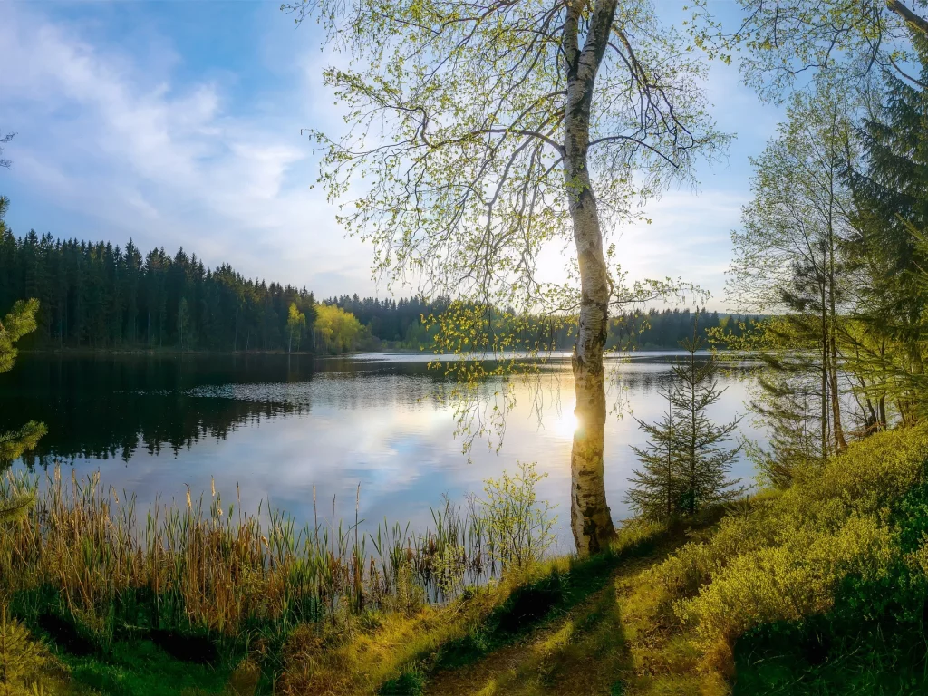 берёза, озеро
