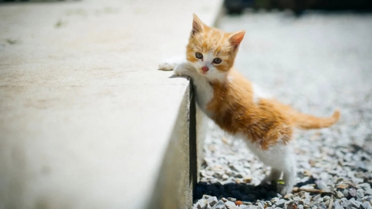 котёнок, малыш, рыжий