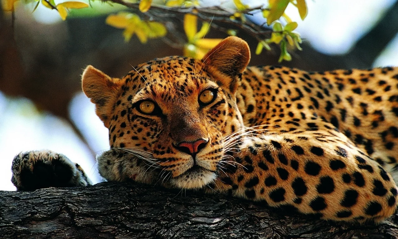 кошки, леопард
