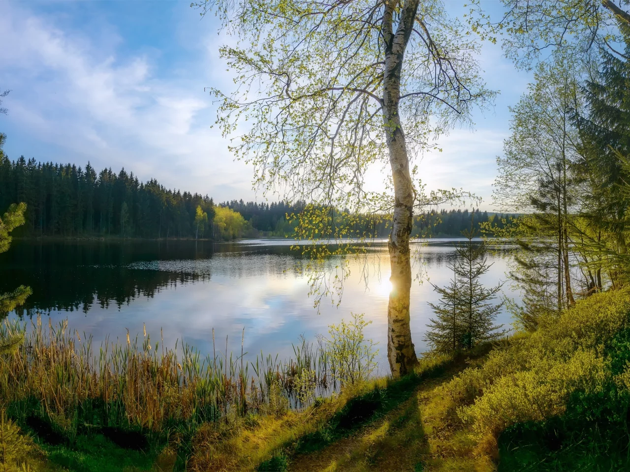 берёза, озеро