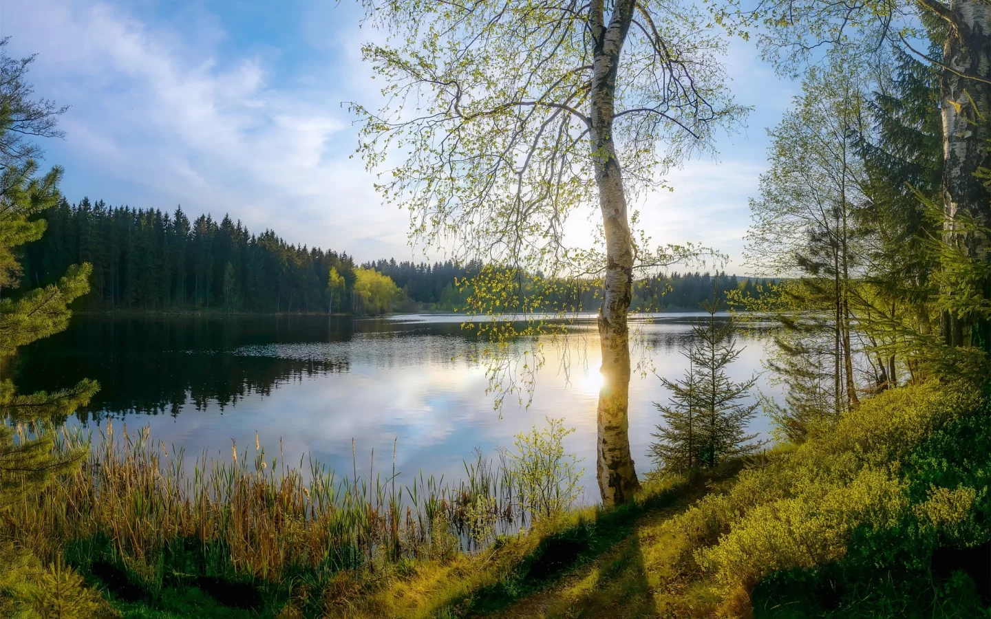 берёза, озеро