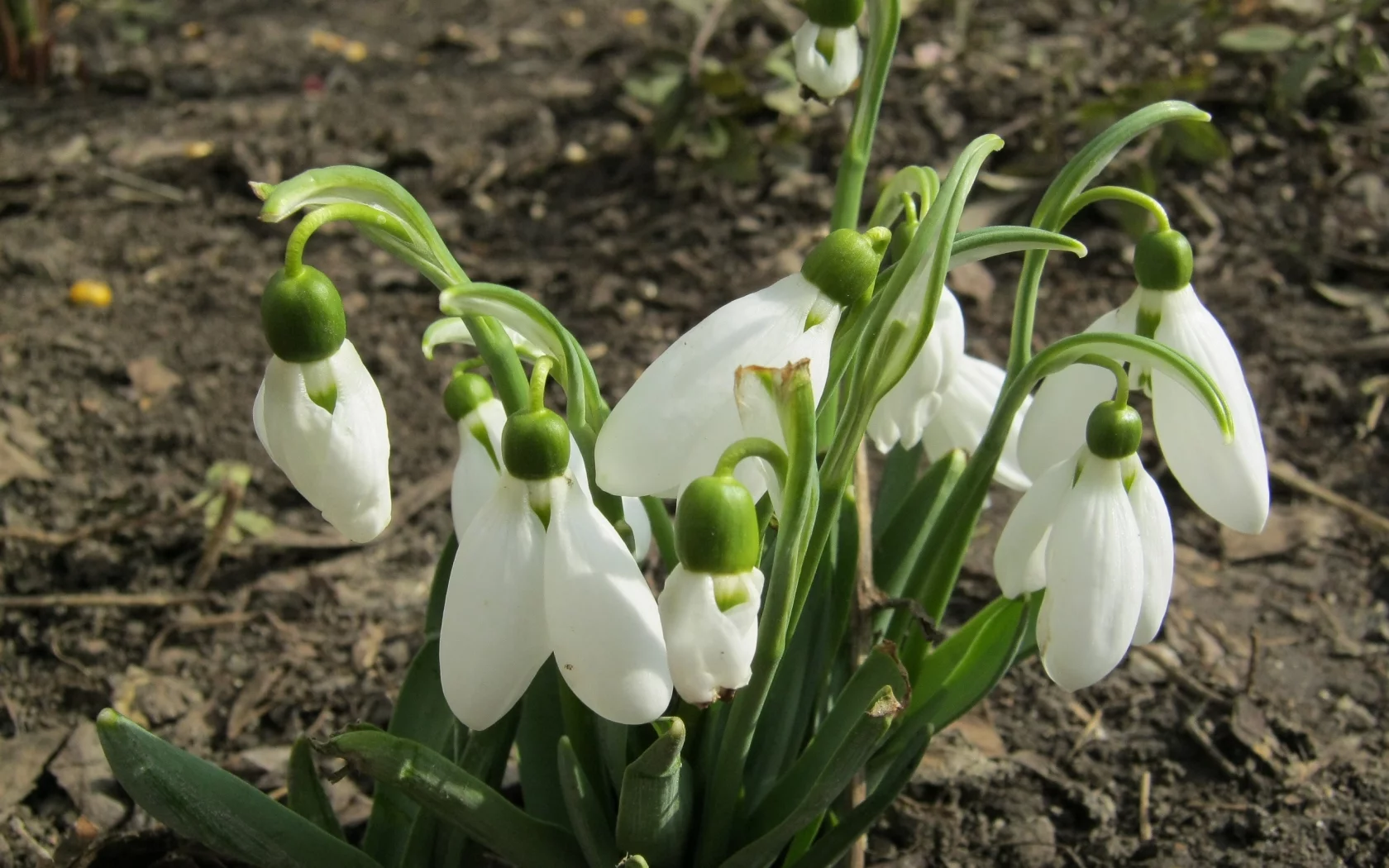 весна, 8 марта, природа, цветы, настроение, красота, подснежники
