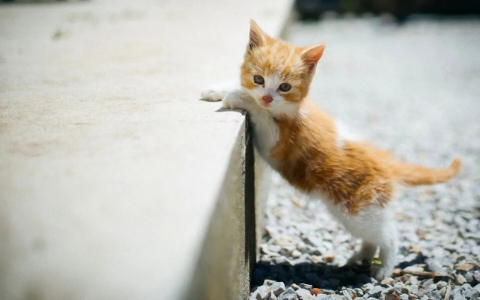 котёнок, малыш, рыжий