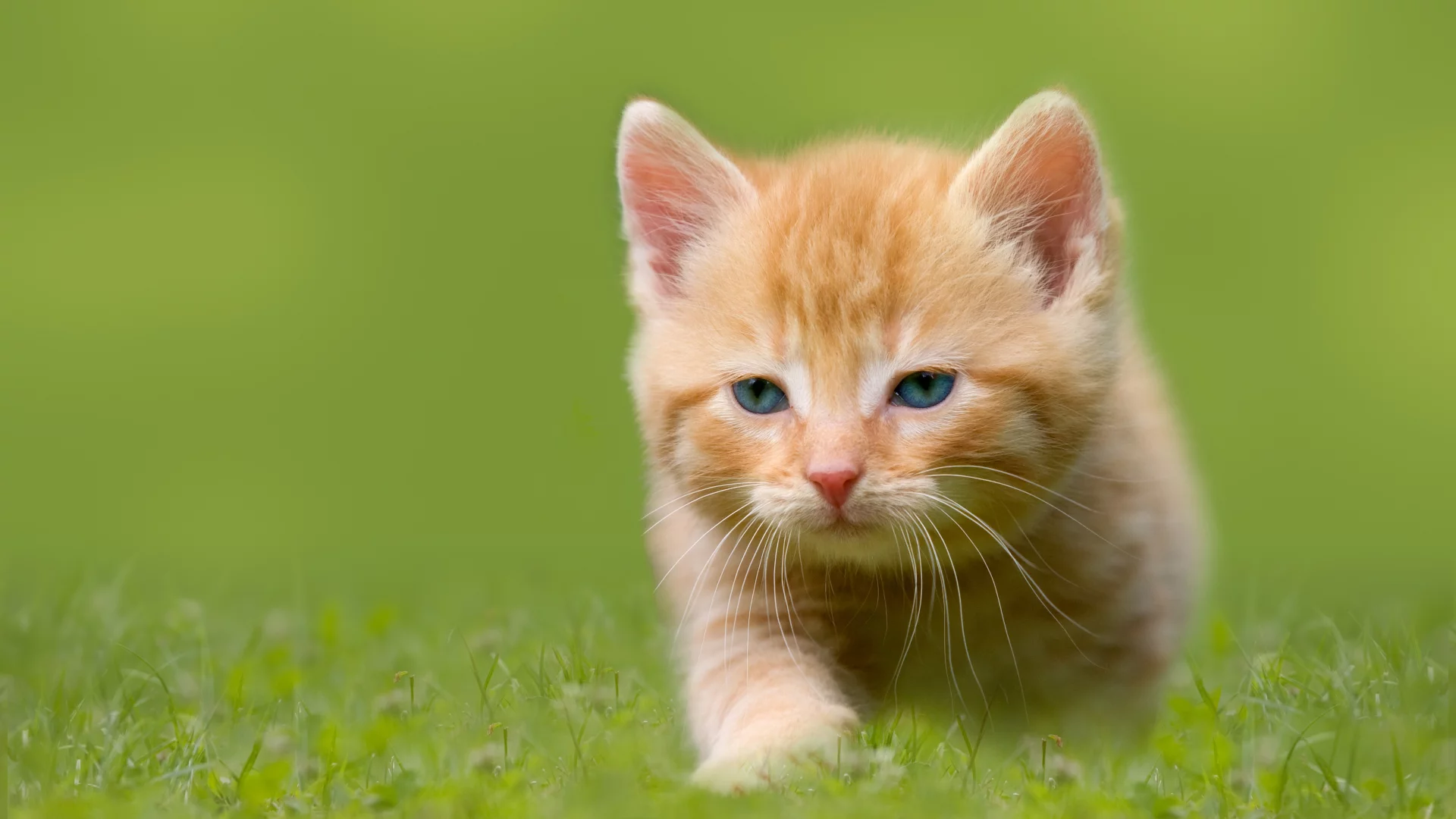 рыжий, котёнок, малыш