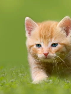 рыжий, котёнок, малыш