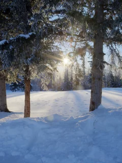 зима, лес