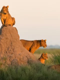 львы, львицы