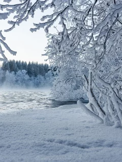 зима, деревья, снег
