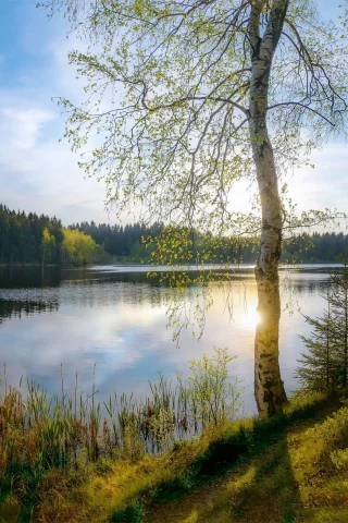 берёза, озеро