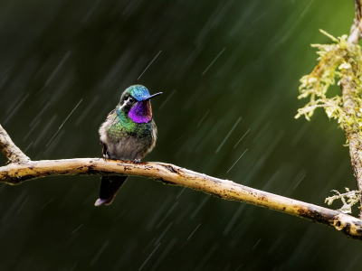 дождь, колибри
