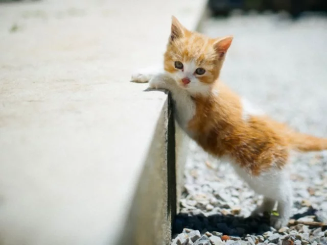 котёнок, малыш, рыжий