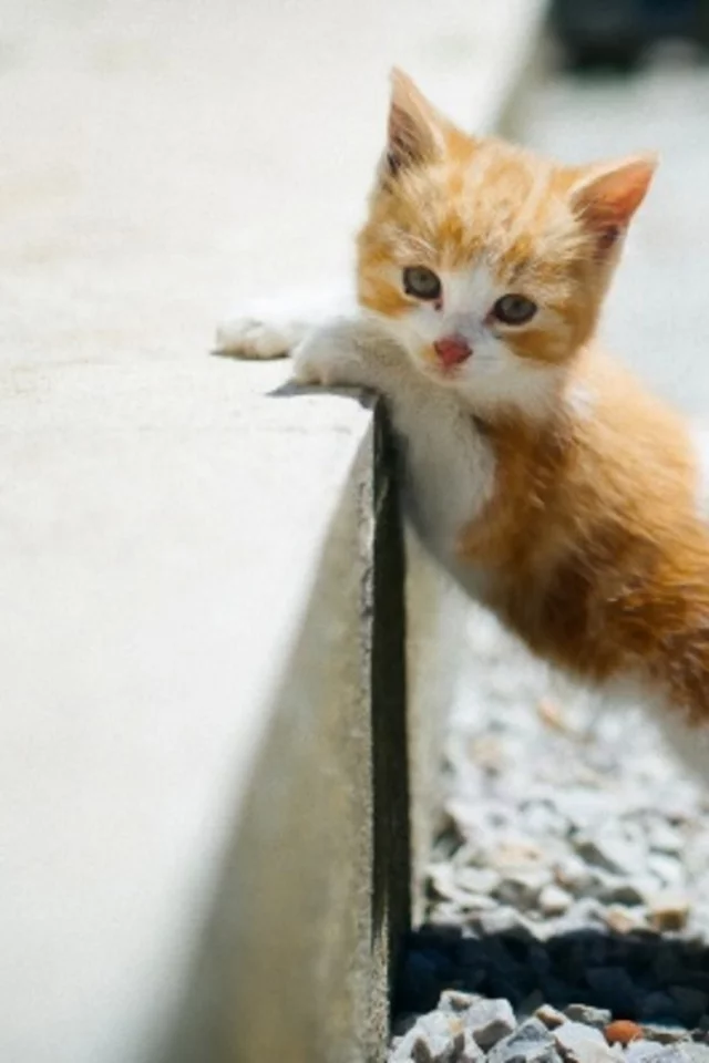 котёнок, малыш, рыжий