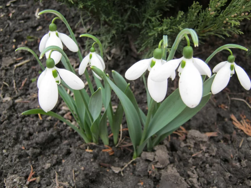 весна, 8 марта, подснежники, красота, природа, цветы