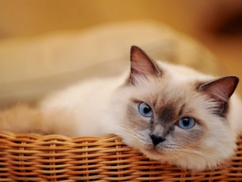 корзина, кошка, сиамская