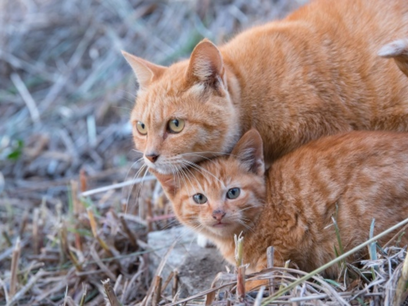 рыжие, кошка, котёнок, мама, малыш