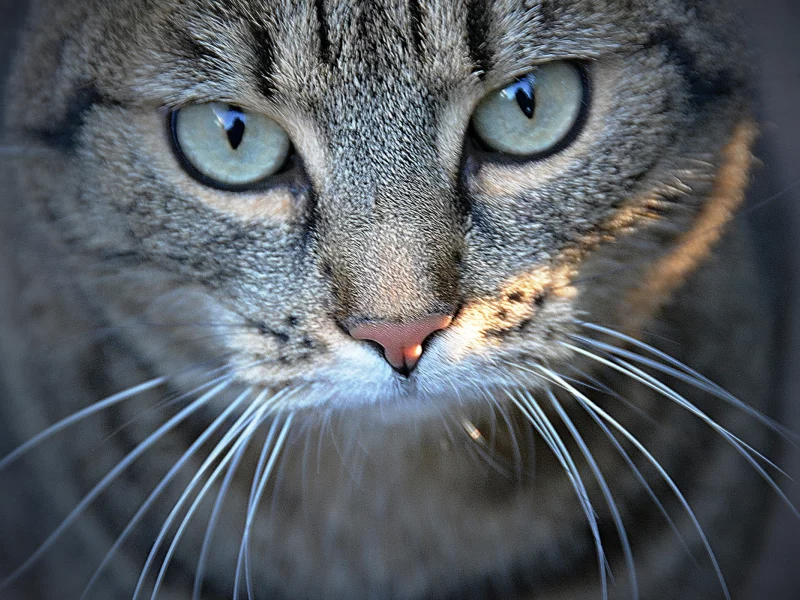 крупный план, кот