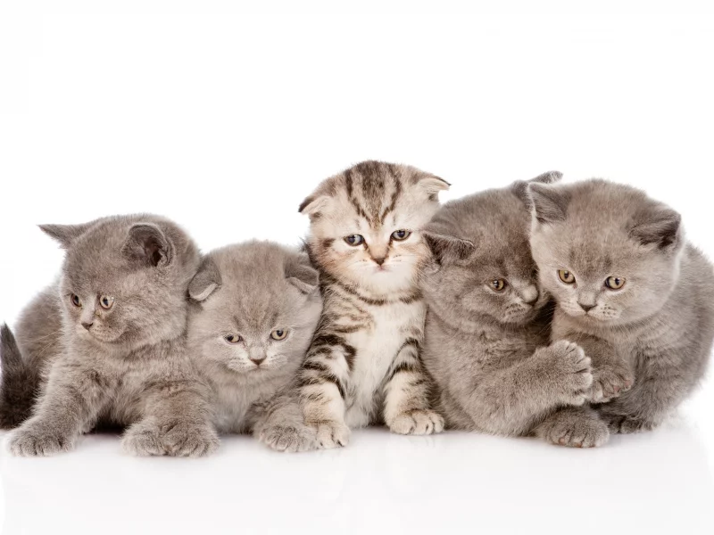котята, малыши